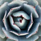 Seeds agave parryi truncata rare succulent artichoke plant seed exotic garden 15 seeds
