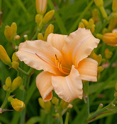Taglilie Curls - Hemerocallis cultorum - Gartenpflanze