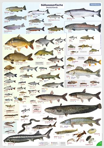 ENTILA Poster: Die Süßwasserfische Deutschlands/Viele wichtige Bestimmungsmerkmale/Perfekt zum Lernen für die Fischerprüfung und für jeden Angler (Ausgabe Hamburg)