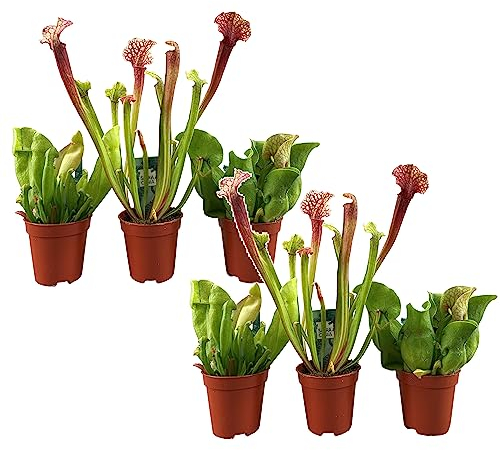 Plant in a Box - Sarracenia purpurea - Lot de 6 - Sarracénie pourpre - Plante carnivore - Pot 5,5cm - Hauteur 10cm
