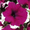 50 semillas granulados Sueños Borgoña Petunia Semillas Semillas de flores