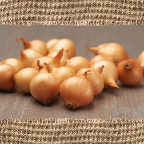 FLORTUS – BIO Wintersteckzwiebel Stuttgarter Riesen 5 kg Netz zertifiziertes Pflanzgut – Zwiebelgröße 8-21 mm, für den Anbau von mild-scharfen, goldenen, Zwiebeln – Für Garten & Hochbeet