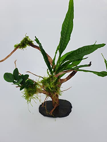 Wasserpflanzen Tropica Garnelenbäumchen Moorwurzel Aquarium Wurzel Bonsai ca. 15-20 cm Mangrove (Moorwurzel) bepflanzt auf Schiefer Wurzel mit Wasserpflanzen (versch.) Abbildung ähnlich