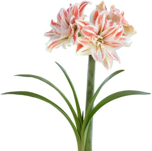 Amaryllis Dancing Queen Doppio Rosso e Bianco Blooms – 4 Stück von Fiori Rari Bulbi per Piantare