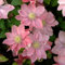 Clematis zwiebeln,winterharte pflanzen,Schnittblumen für Ausstellungen,clematis waldrebe,krautige mehrjährige Pflanze,bevorzugt volle Sonne,clematis hellblau(keine Samen)-8zwiebeln-A