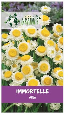 graines immortelle ailée 0,5 grammes soit environ 175 graines - ammobium alatum grandiflorum -