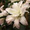 Lilien zwiebeln winterhart mehrjährig baumlielien,Lilium blumenzwiebeln, niedliche mehrjährige Pflanzen wachsen gut in Töpfen.-5zwiebeln-G
