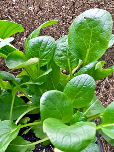 Komatsuna (Brassica rapa var. perviridis) 300 Samen Japanischer Senfspinat
