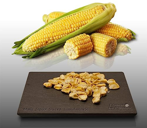 50 graines de Fleurs à semer - Le Grenier d'Abondance - MAIS Doux sucré landmark - Zea mays