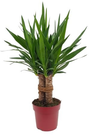 Yucca Tres Cañas - 60-70cm - Ø19cm - Zimmerpflanze - Immergrün