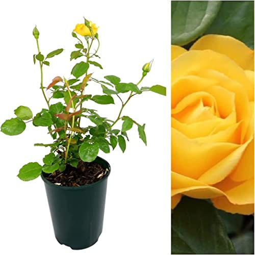 Rosal Mini Amarillo - DECOALIVE - Flor Natural - Rosal con Flores Amarillas - Planta de Interior
