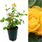 Rosal Mini Amarillo - DECOALIVE - Flor Natural - Rosal con Flores Amarillas - Planta de Interior