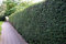 30 Stk. Liguster Atrovirens Ligusterhecke Topfware 30-50 cm hoch - Ligustrum vulgare Atrovirens - Garten von Ehren®
