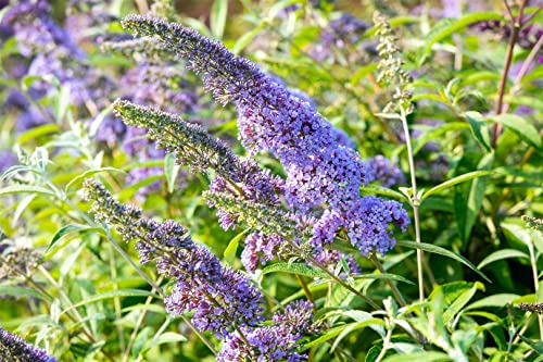 Sommerflieder 'Empire Blue' 15-20 cm Topf Buddleja davidii winterhart