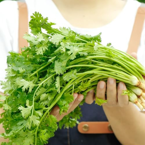 500 Pcs Koriandersamen Bio Samen - Coriandrum Sativum - Kräuter Saatgut, Balkon Kräutergarten Koriander Saat, Kräuter Samen, Alte Gemüsesorten Samen Hochbeet Samen, Kräutergarten Balkon