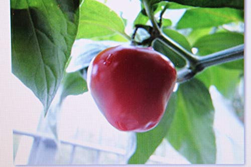 Portal Cool Paquete de semillas: 5 semillas del árbol de chile, rojo, Capsicum pubescens Rojo, # 300