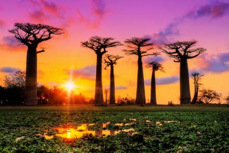 adrium Holz-Bild 110 x 70 cm: Schöne Baobab-Bäume bei Sonnenuntergang an der Allee der Baobabs in Madagaskar(40645919)