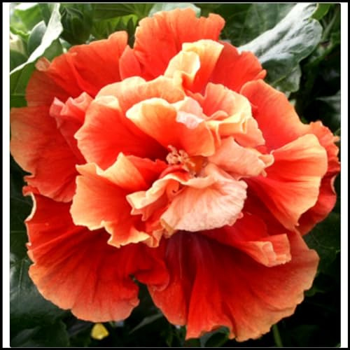 Hibiscus Knollen,Blumenzwiebeln Mehrjährig winterhart,Ausgezeichnete Verzierung,Mysteriöse Magische Glühbirne,Gartenzwiebeln,Hibiskus rhizom Pflanzen,seltene pflanzen.-1zwiebeln-G