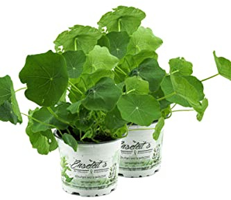 2x Kapuzinerkresse,Tropaeolum majus,frische Kresse für die Küche