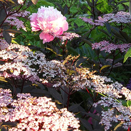 Dunkellaubiger Schwarzer Holunder 'Black Beauty' Sambucus nigra angenehm duftend winterhart fruchtbildend