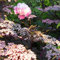 Dunkellaubiger Schwarzer Holunder 'Black Beauty' Sambucus nigra angenehm duftend winterhart fruchtbildend