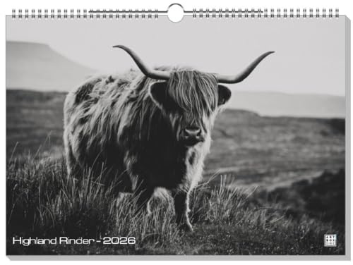 artboxONE Kalender 2026 Highland Rinder Wandkalender A3 2026 Tiere