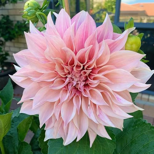 8 pcs dahlien pflanzen knollen - balkon pflanze, blumenzwiebel zwiebeln blumenzwiebeln, winterharte kübelpflanzen balkonpflanzen winterhart garten geschenke für männer, pflanzen deko