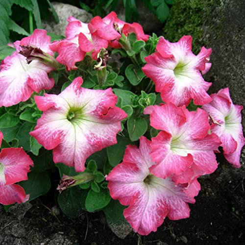 Petunia F1 Limbo Pink Morn Seeds - Easy to Grow - 15 Seeds