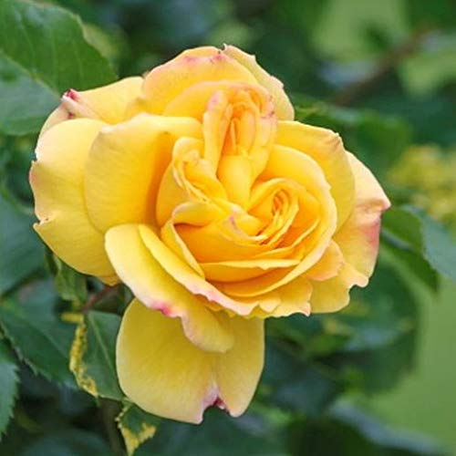 Kletterrose 'Dukat'®, gelb Kletterrose, wurzelnackt, winterhart, robust, mehrjährig, Qualität aus Müllers Baumschule, inkl. Pflanz- und Pflegeanleitung