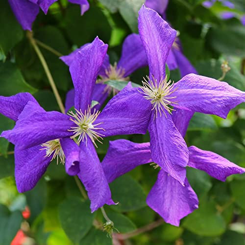 Clematis Viticella 'Polish Spirit' Hardy Shrub Saucer Shaped Purple Blooms Flowering Climber Supplied as 1x 1.7 Litre Potted Plant by Thompson & Morgan