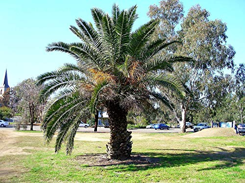 5 Samen von Phoenix canariensis Hardy Kanarische Inseln Datum Palm