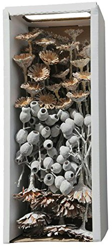 Trockenexoten aus Südafrika – 1 Karton - Dekoration Gedenkfloristik – Blumengestecke/Trauerkränze/Grabgestecke/Sargschmuck/Grabfloristik/Allerheiligen (Exotica - Sortiment Frosted - 50 Stück)
