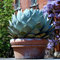 10 Semi di Agave parryi - Carciofo Agave