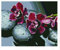 Diamond Vollbedeckung mit Holzrahmen Painting Set Bild 40 x 50 Diamant Malerei Stickerei Handarbeit Basteln Mosaik Steine Blumen Korb Haus am Bach (GJ2589)