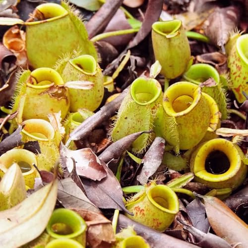kannenpflanze nepenthes luftreinigende zimmerpflanzen Fleischfressende hängend ranke kletterpflanzen winterharte kübelpflanzen herbst deko wohnzimmer winterharte garten bonsai 160samen
