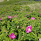Hagebutte Syltrose Apfelrose Rosa rugosa Dünenrose pflegeleicht undurchdringlich Heckenpflanze Insektennährgehölz Vogelnährgehölz (Im 3 Liter Topf 30-40cm)