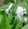 China Freiland Orchidee Alba - Bletilla striata