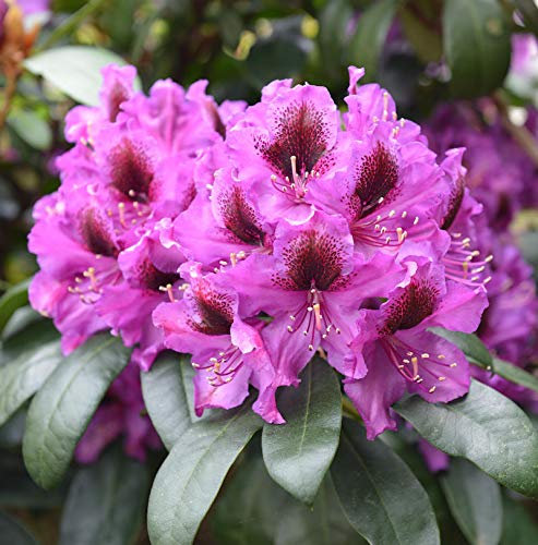 INKARHO - Großblumige Rhododendron Orakel 40-50cm - Alpenrose - lebende Gartenpflanze aus den Baumschulen