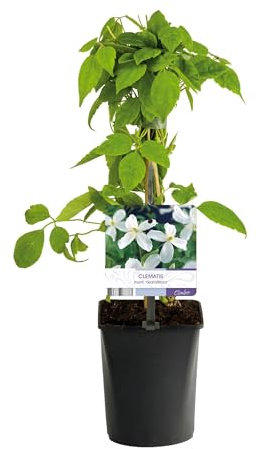 Kletterpflanze - Clematis montana Grandiflora - Blüte Weiß - Frühblühend - Pflegeleicht - 2 Pflanzen - 30-40cm - Ø10cm - Gartenpflanze