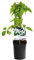 Kletterpflanze - Clematis montana Grandiflora - Blüte Weiß - Frühblühend - Pflegeleicht - 2 Pflanzen - 30-40cm - Ø10cm - Gartenpflanze
