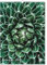artboxONE Kalender 2026 Botanicals Wandkalender A2 2026 Natur