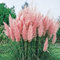 Stauden Gänge 5 x Cortaderia selloana 'Rosea' im 1 Liter Topf (Ziergras/Gräser/Winterhart/Mehrjährig/Immergrün) Rosa Pinkes Pampasgras - Luftige Blütenwolken in sanftem Rosé