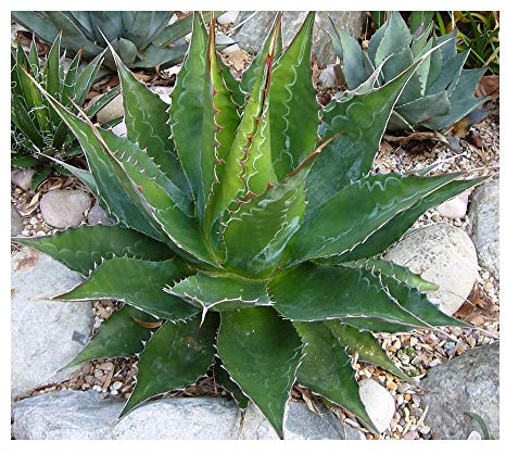 Agave montana - Agave - 10 Samen