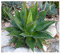 Agave montana - Agave - 10 Samen