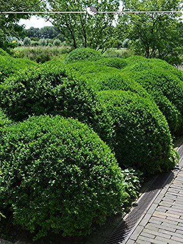 Buchsbaum 80-100 cm. 5 Buxus Pflanzen. Buchsbaum Hecke: immergrün & winterhart