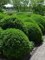 Buchsbaum 80-100 cm. 5 Buxus Pflanzen. Buchsbaum Hecke: immergrün & winterhart