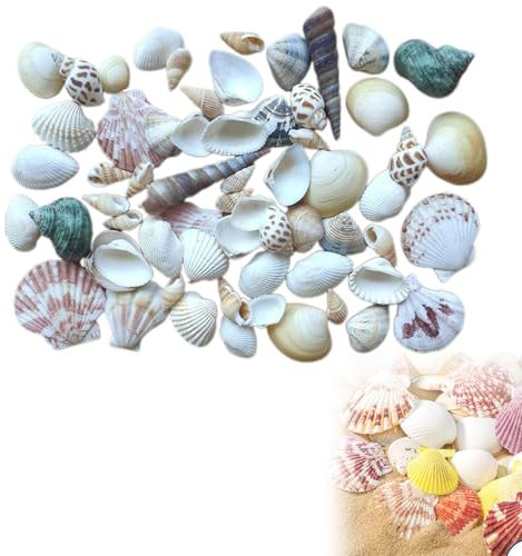 Natürliche Muschel Perlen,Shells Mixed,Mini Gemischte Muscheln,Natur Muscheln,Deko Muscheln,Ozean Muscheln,Kleine Muscheln,Muscheln zum Basteln,Natürliche Muscheln für Strand,Bastelmuscheln