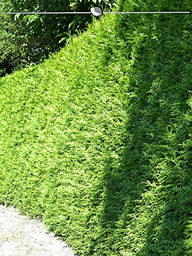 Thuja Brabant 180-200 cm im Topf. 15 Koniferen. Thuja Hecke = Sichtschutz Hecke