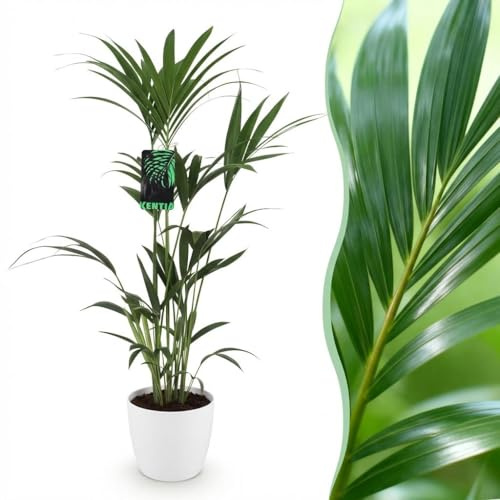 Howea Forsteriana - Kentia Palm - Pflegeleicht - Grün - mit Potter White - 120-130cm - Øter Wit - Pot 21cm - Zimmerpflanze - - Pflanze mit Topf