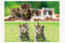 1x 3D Lesezeichen Kätzchen 15x5cm Tiere Wackelbild Wackelkarte Buchzeichen Bookmark Bücher Buch Katzen